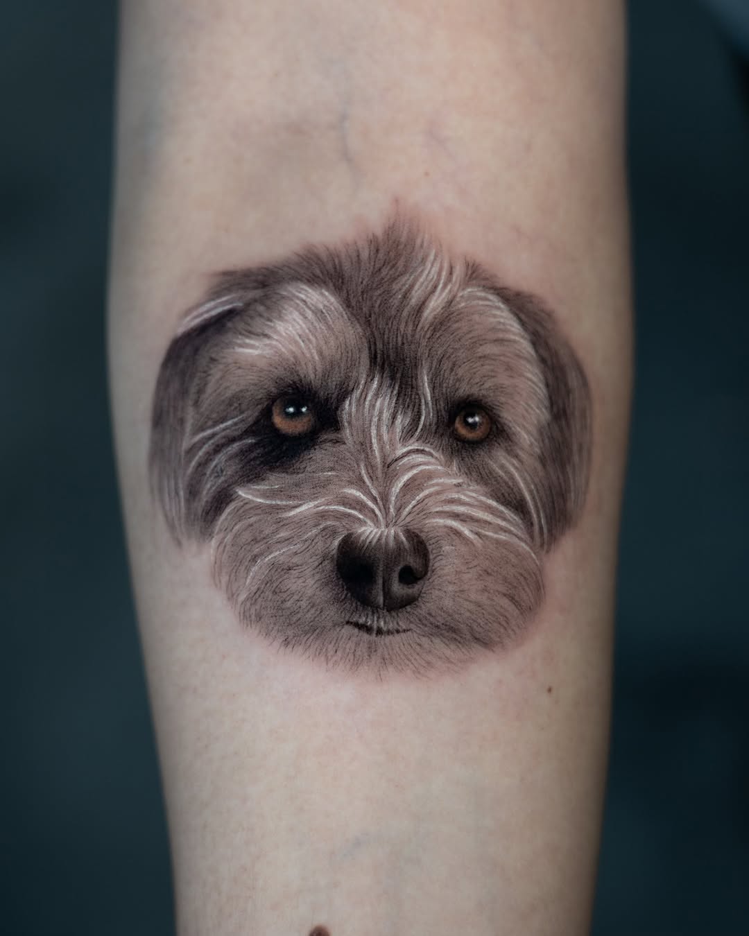 Animal