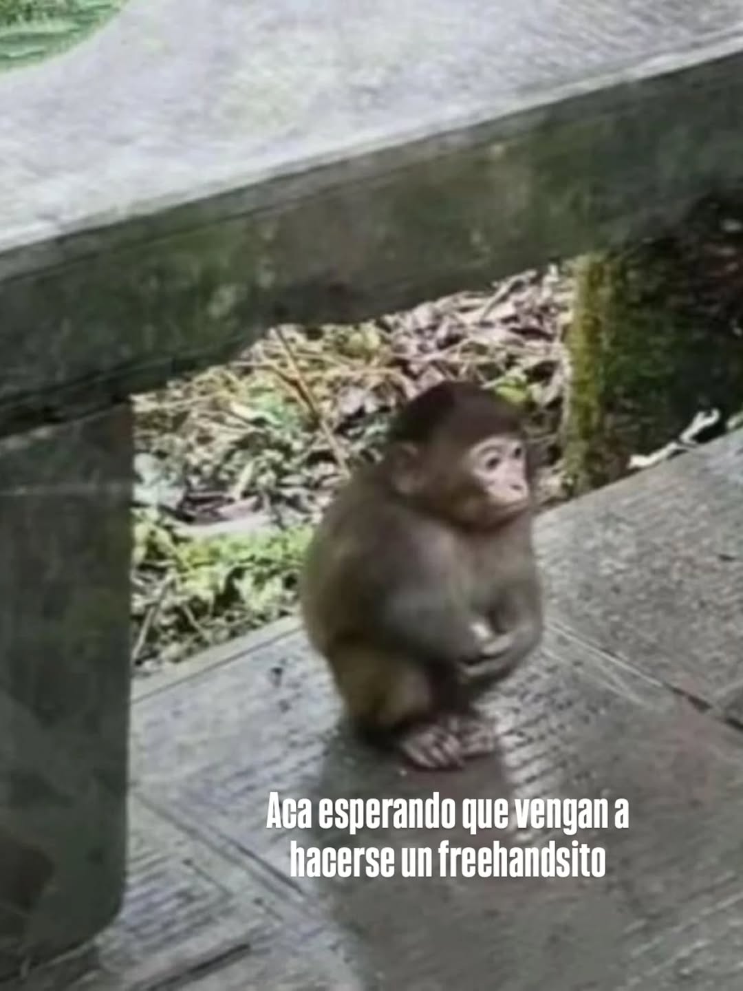 mandragora.ttt
