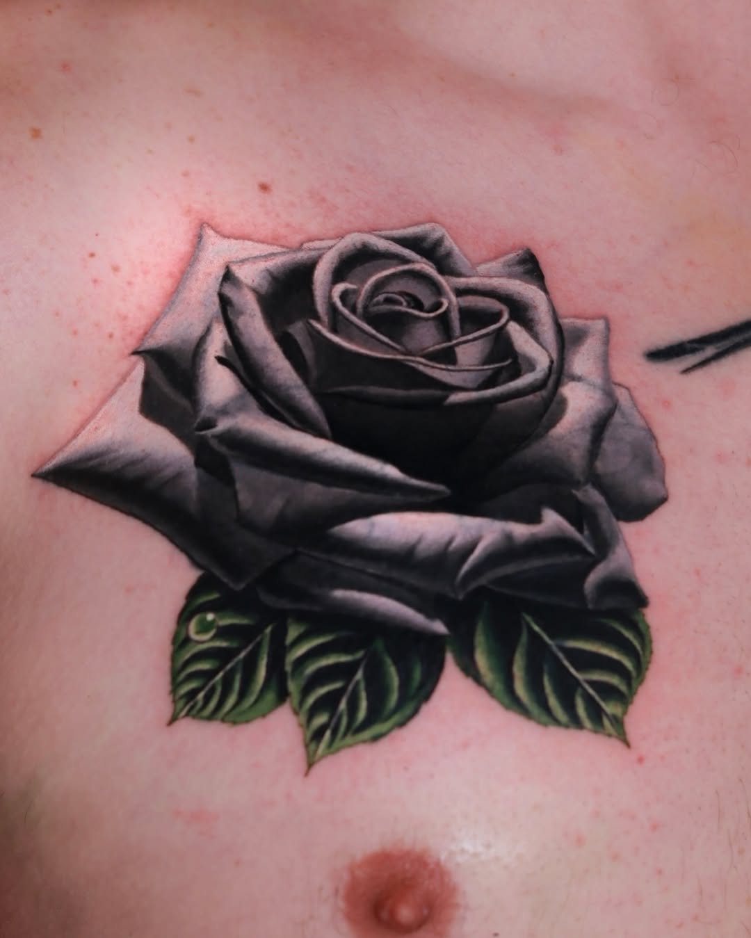 Flower, Rose, Nature