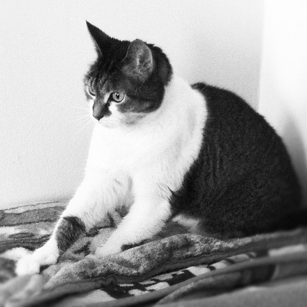 Animal