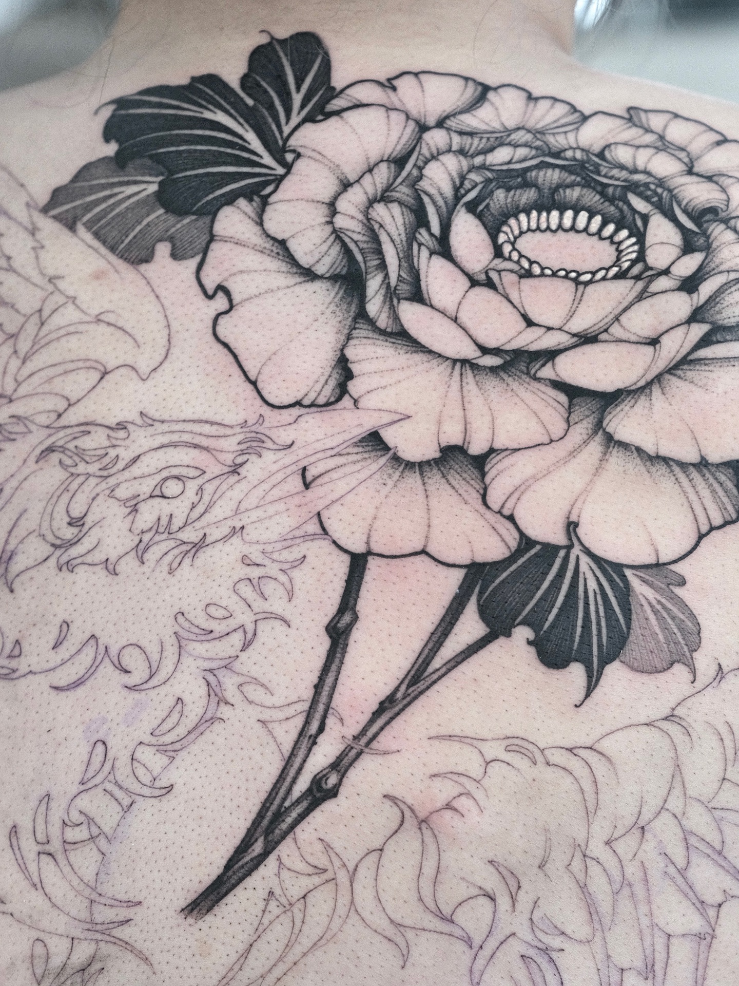 Flower, Rose, Nature
