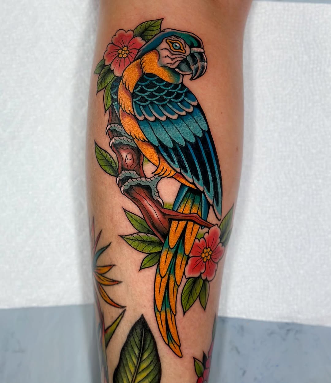 Animal, Nature, 앵무새