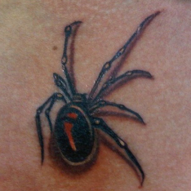 Animal