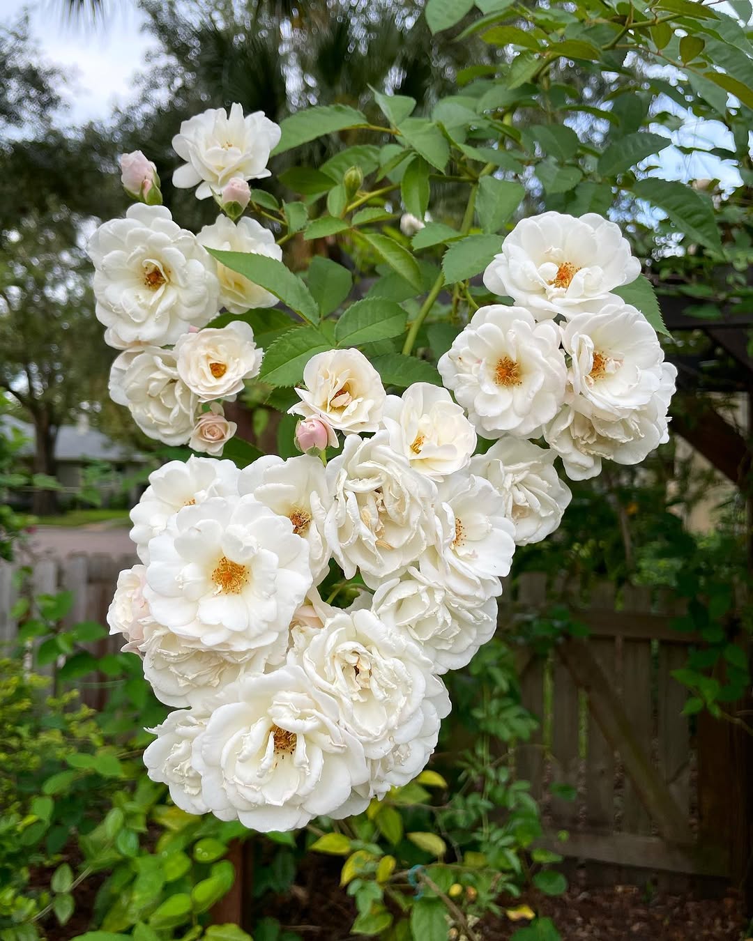Flower, Nature, Rose