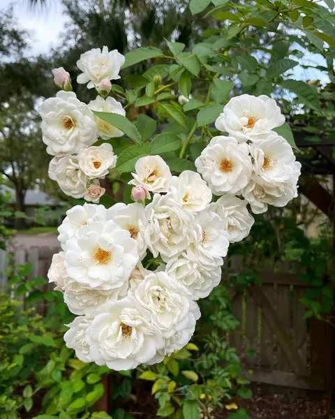 Flower, Nature, Rose