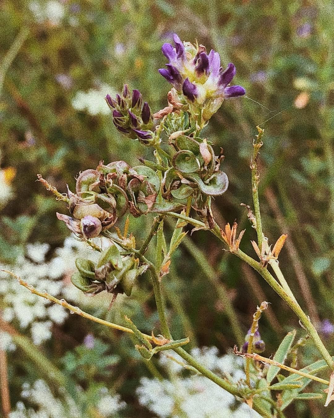 fflowerporn