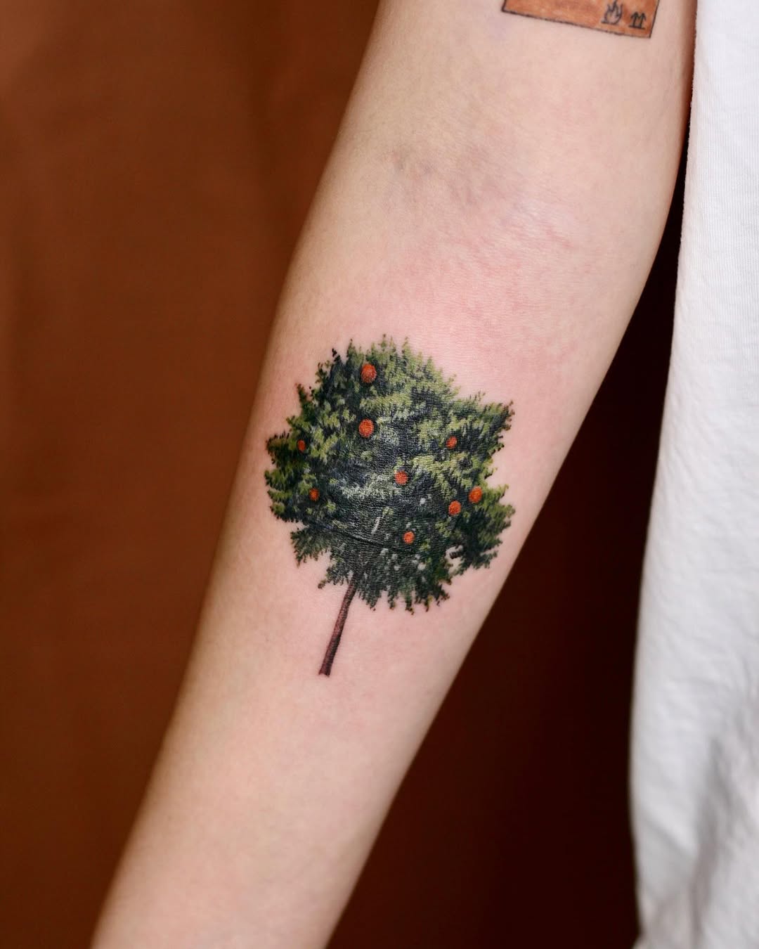 Nature, 나무, 소나무, 숲, Flower