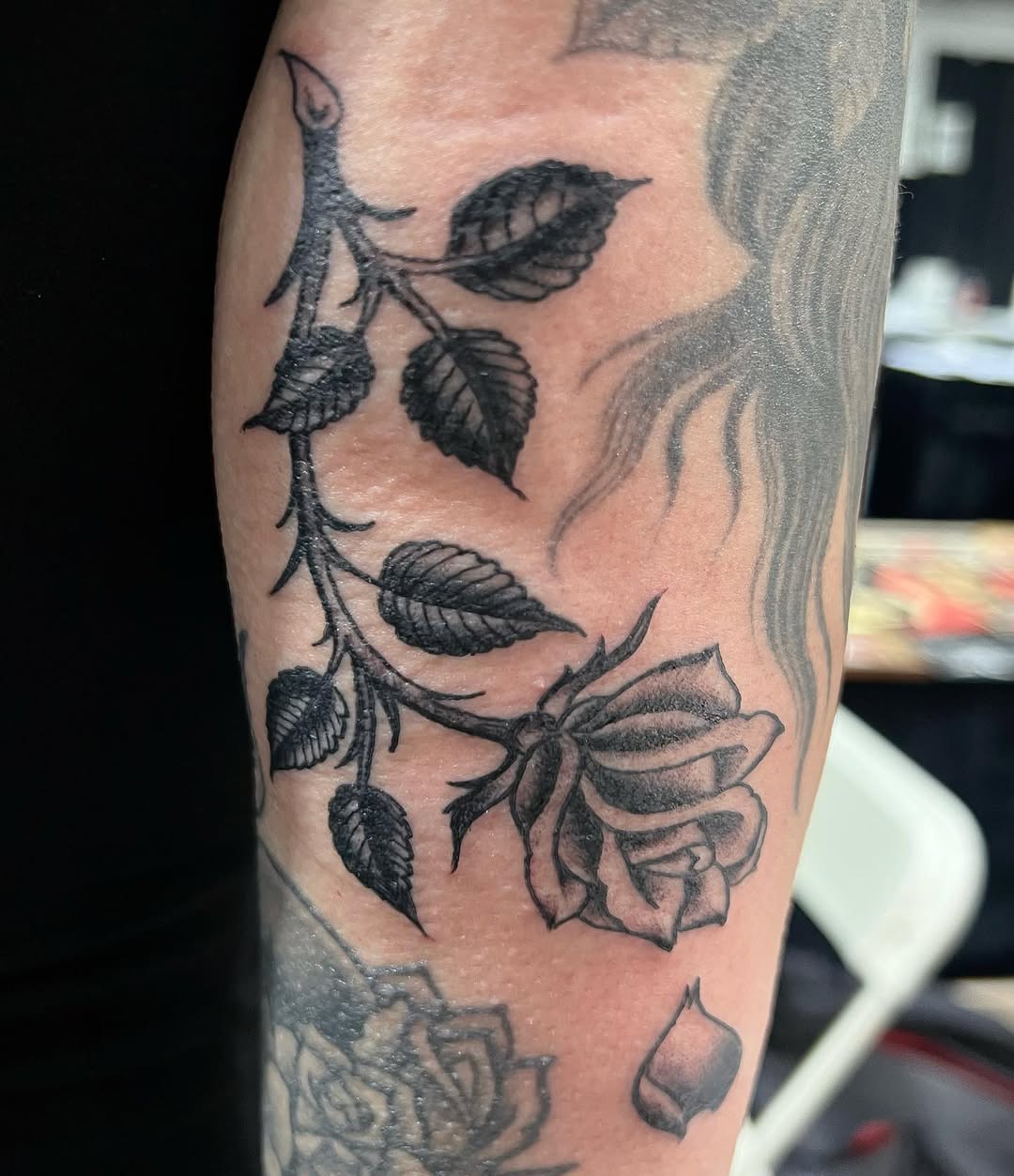 Flower, Rose