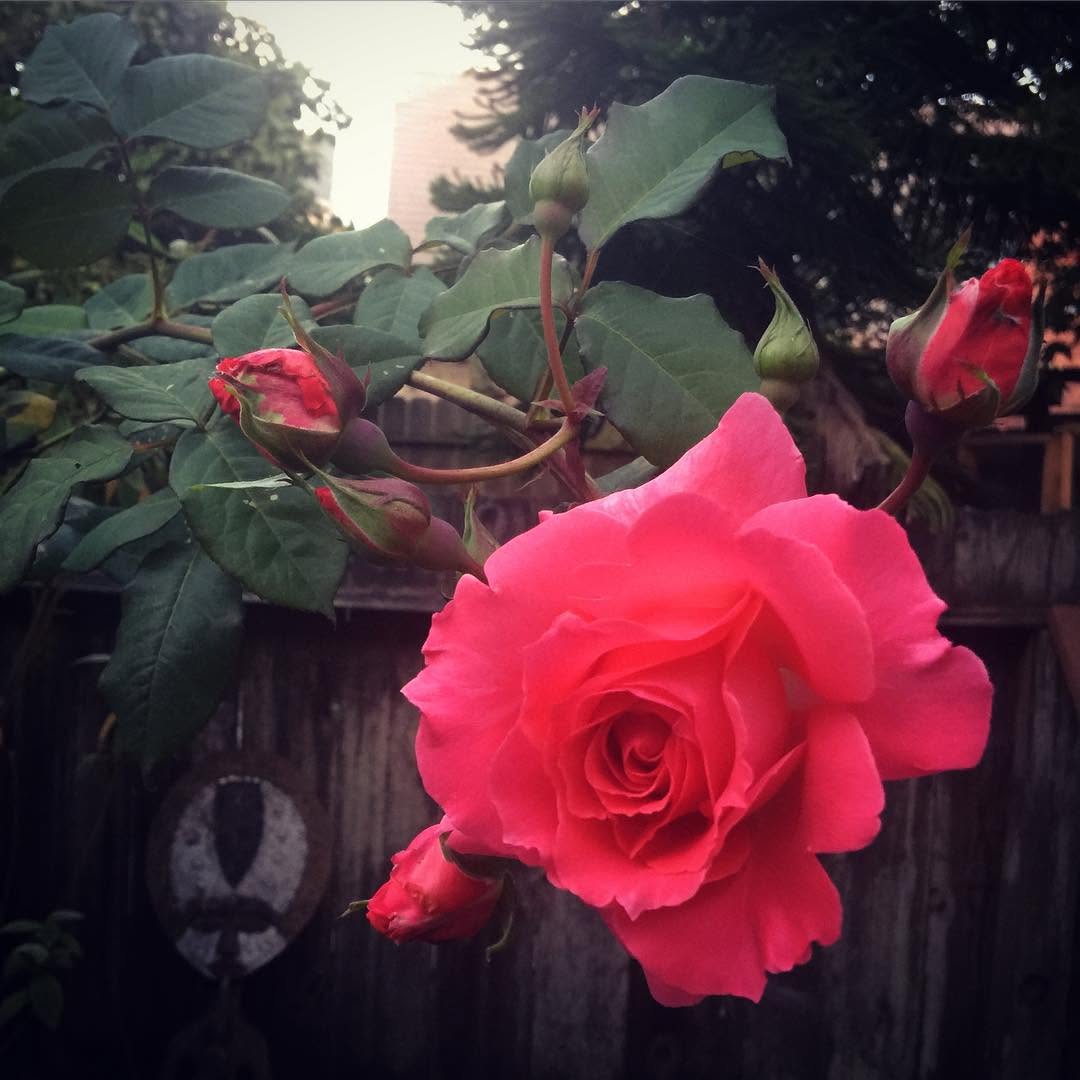 Flower, Rose, Nature