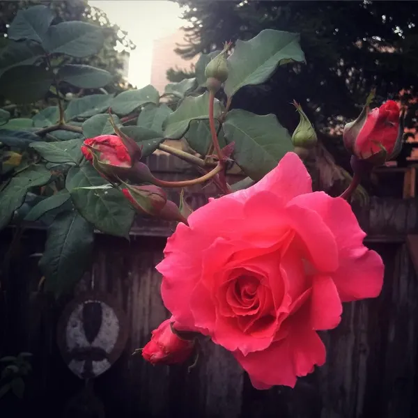 Flower, Rose, Nature