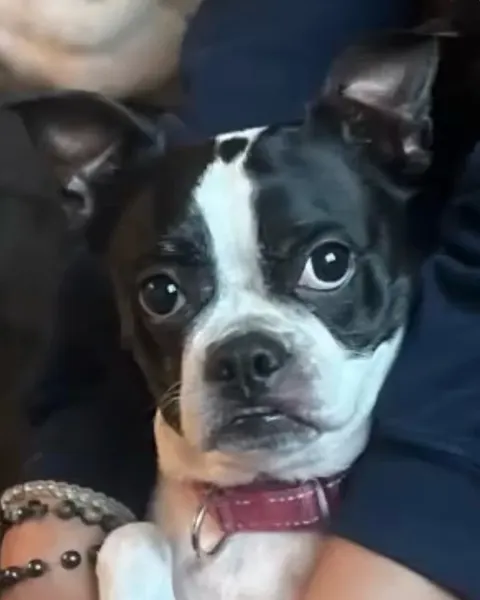 Animal