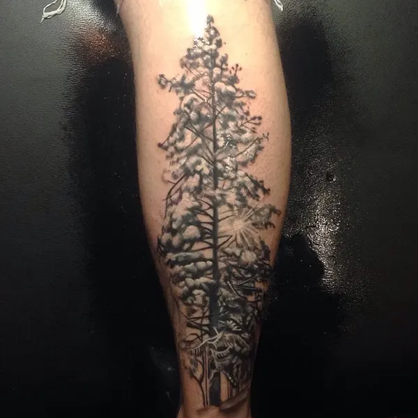 숲, Nature, 허브, 고사리, 소나무, 단풍잎