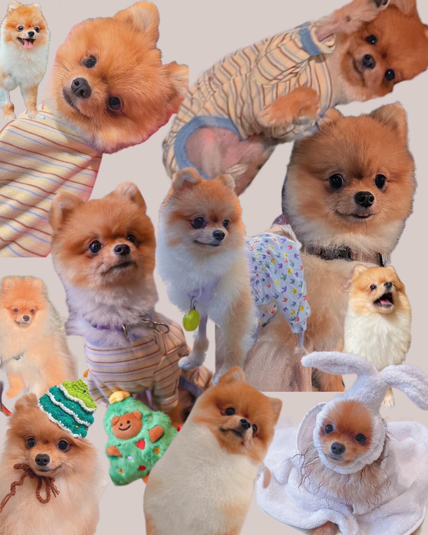 Animal