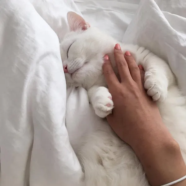 paw.tattoo