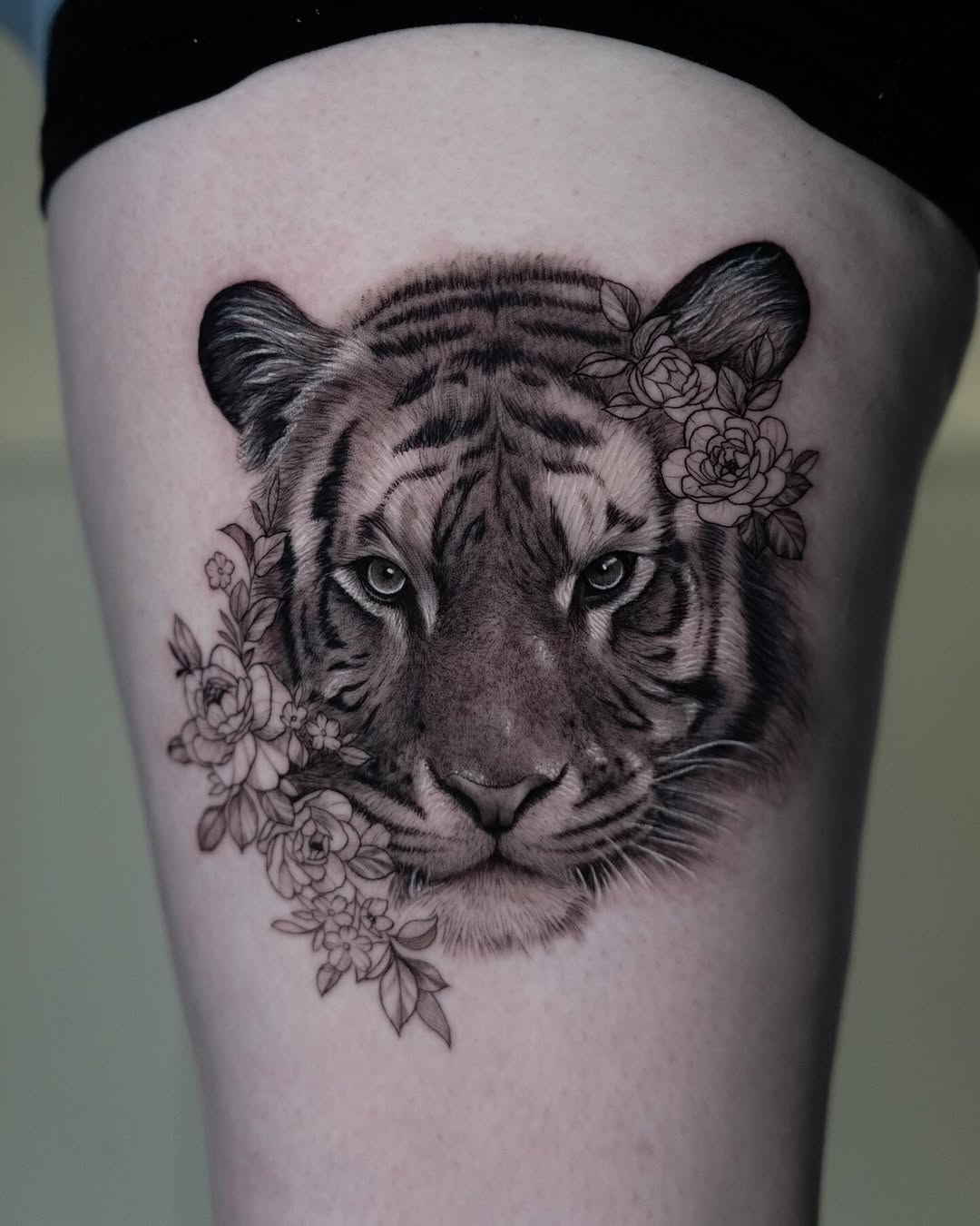 Tiger, 중국 호랑이, 치타