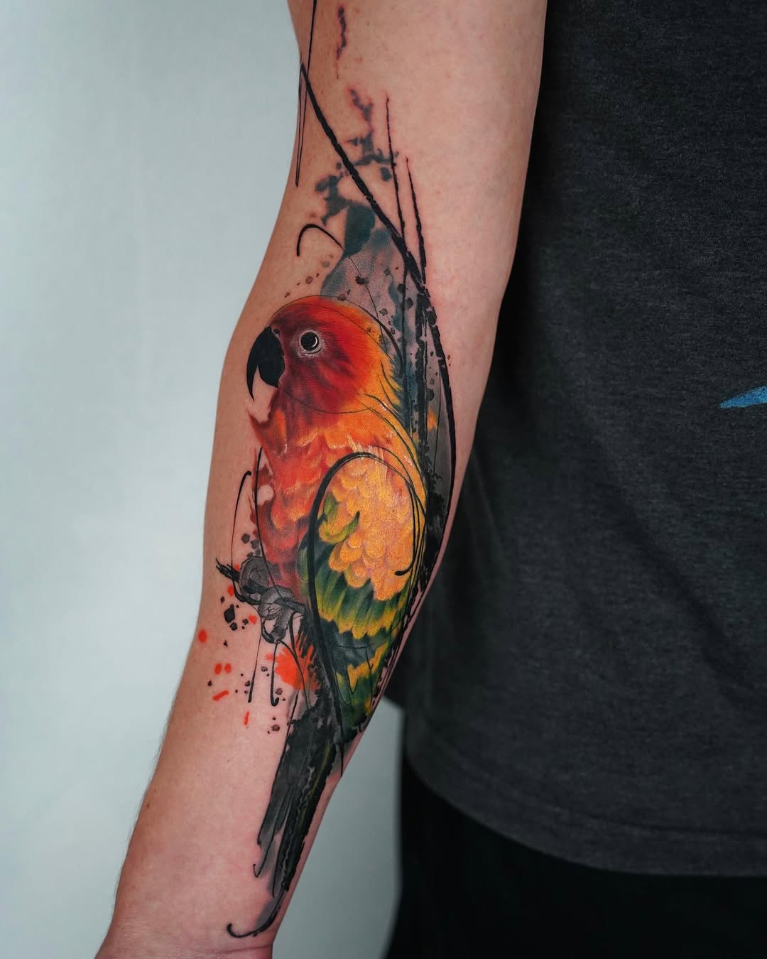 Animal, 앵무새, Nature, 공작