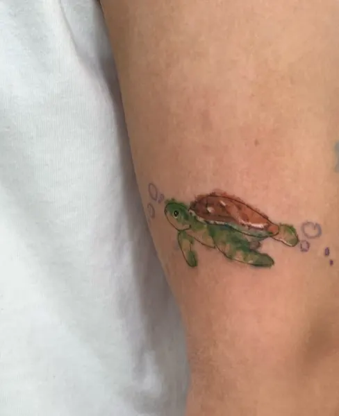 바다거북, 거북이