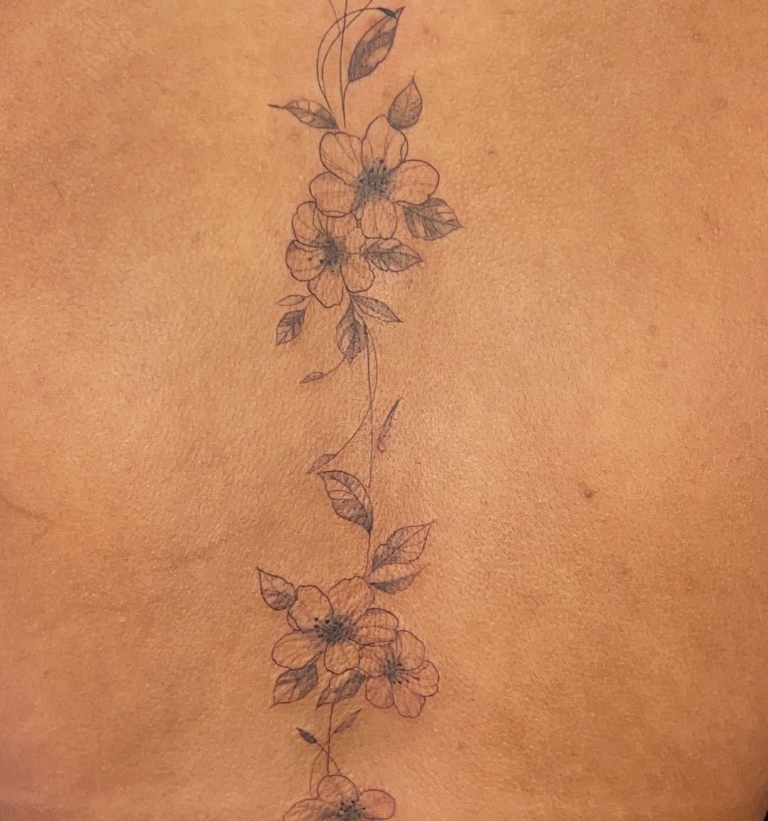 Flower, Nature, Rose
