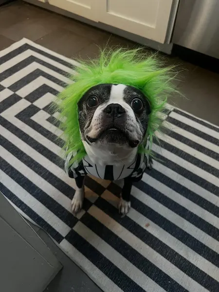 Animal