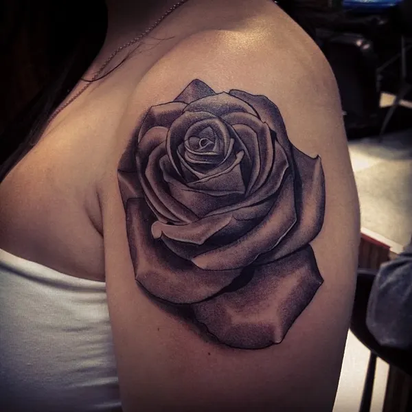 Flower, Rose, Nature