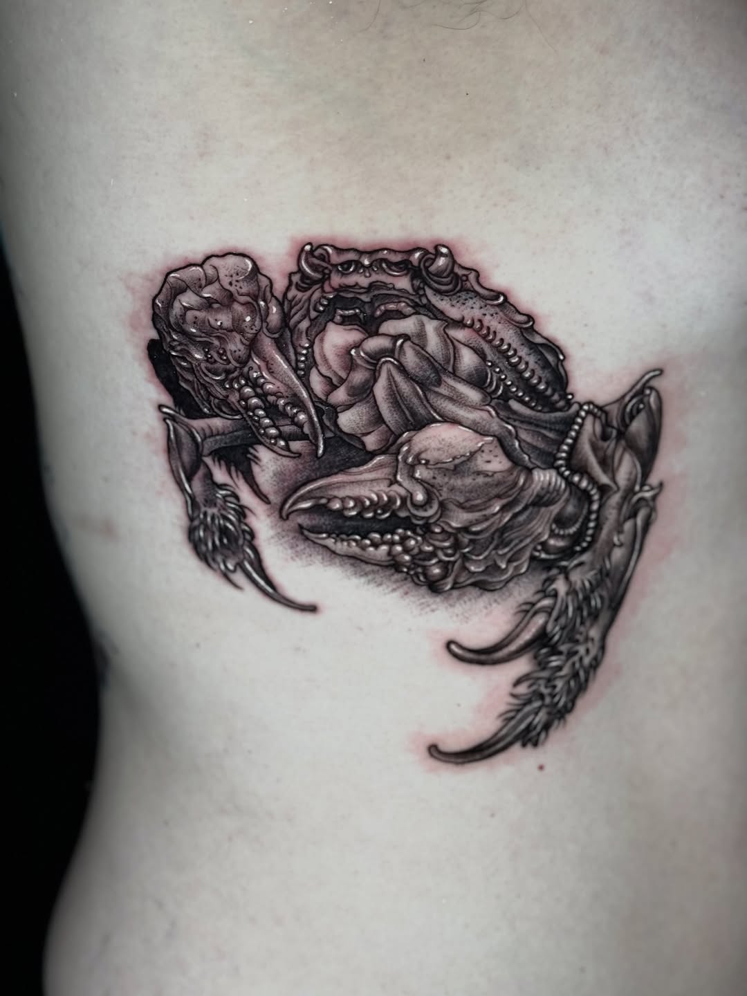 Dragon, 악어