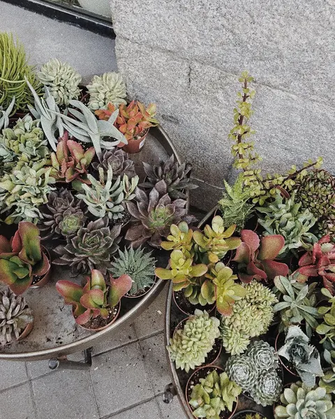 fflowerporn