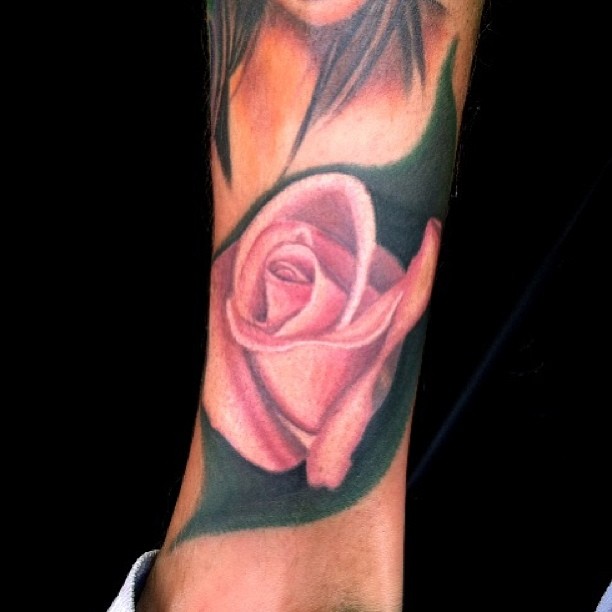 Flower, Rose