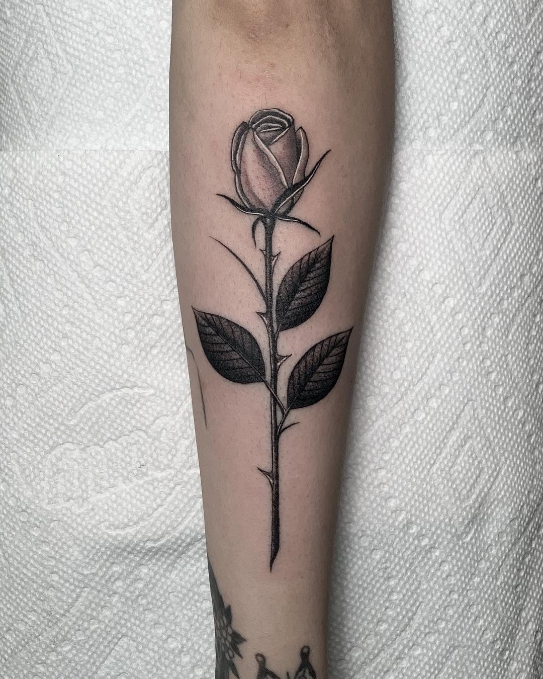 Flower, Rose, Nature