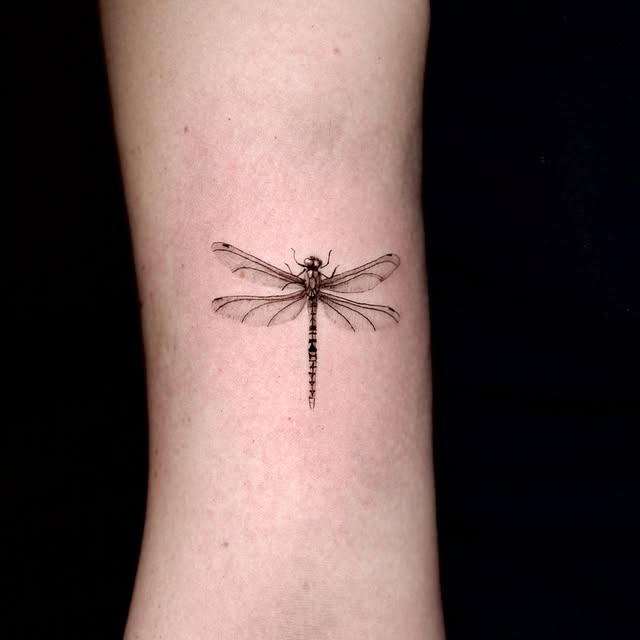 Animal, Nature, 잠자리, 매미