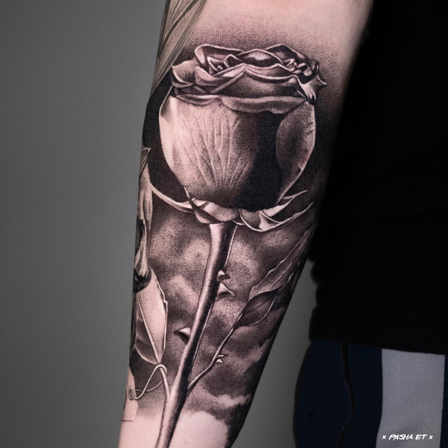 Flower, Rose, Nature