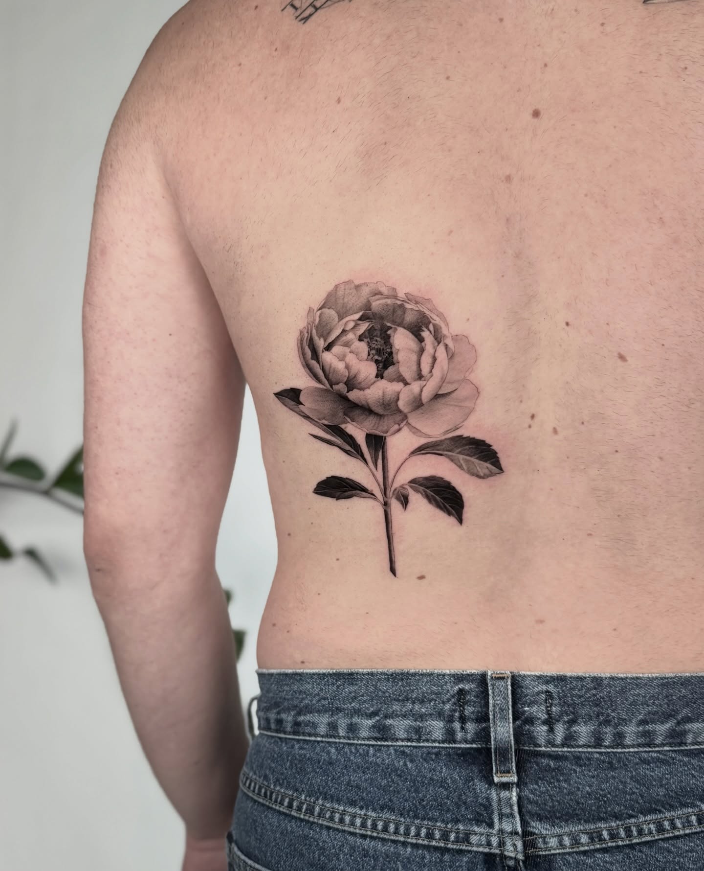 Flower, Rose, Nature