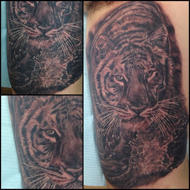 Tiger