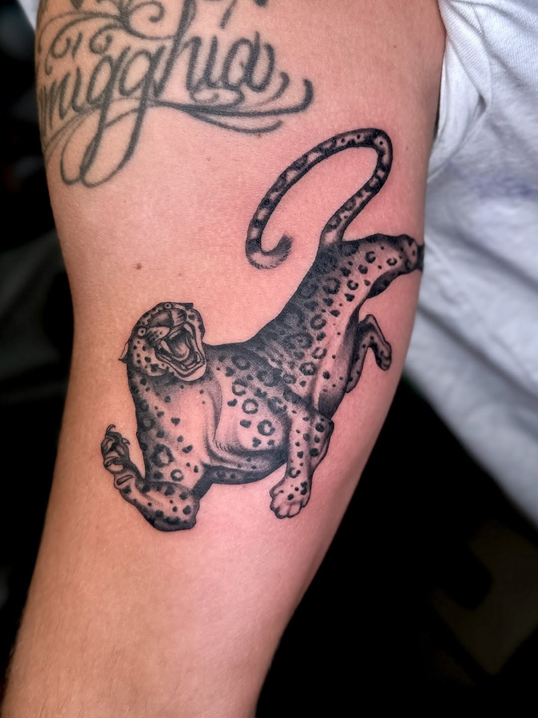 Tiger, Animal