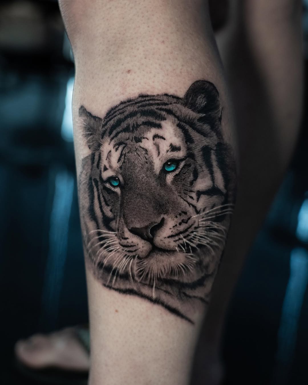 Tiger, 중국 호랑이, 치타