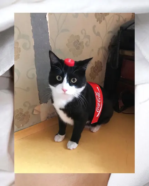 고양이