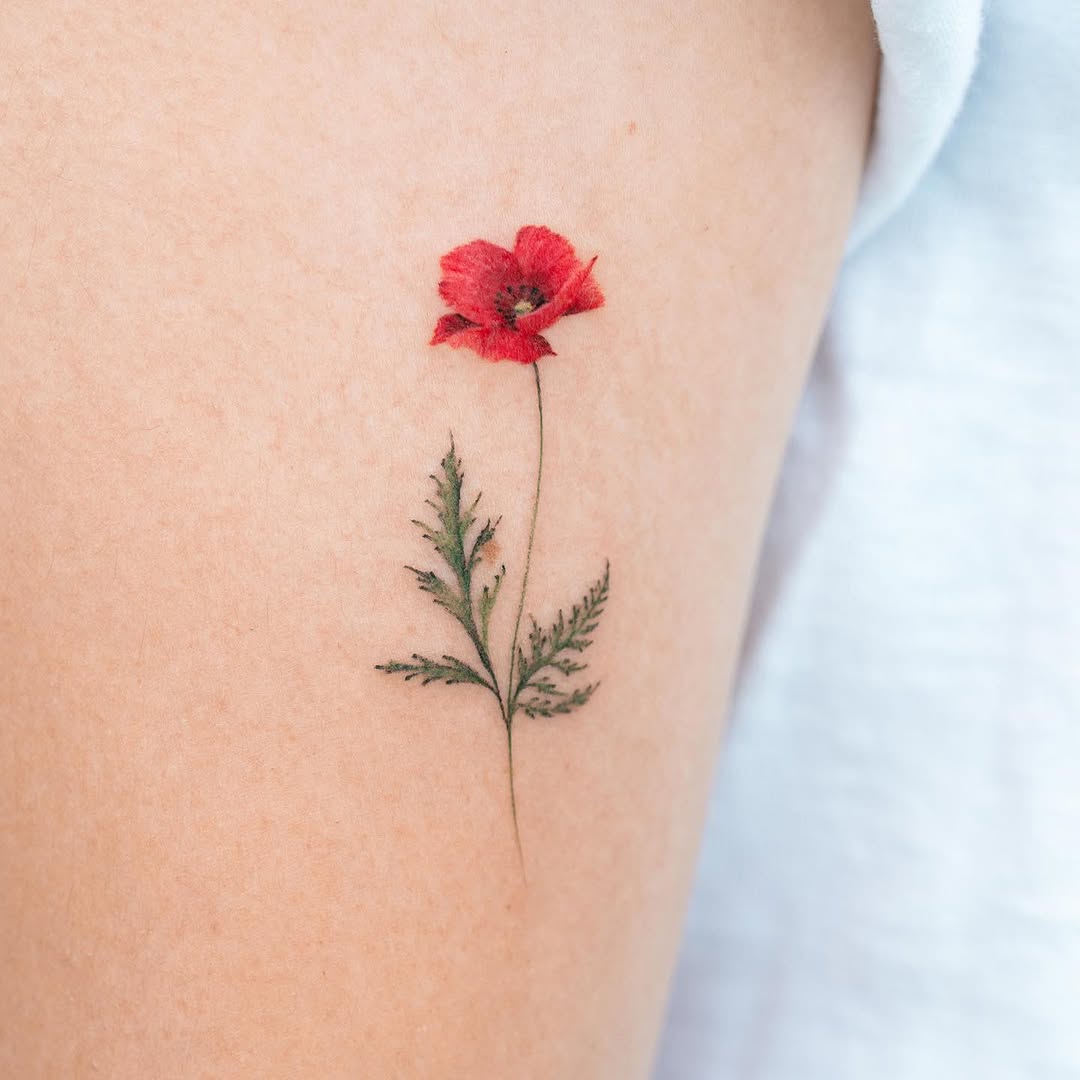Flower, 양귀비, Rose