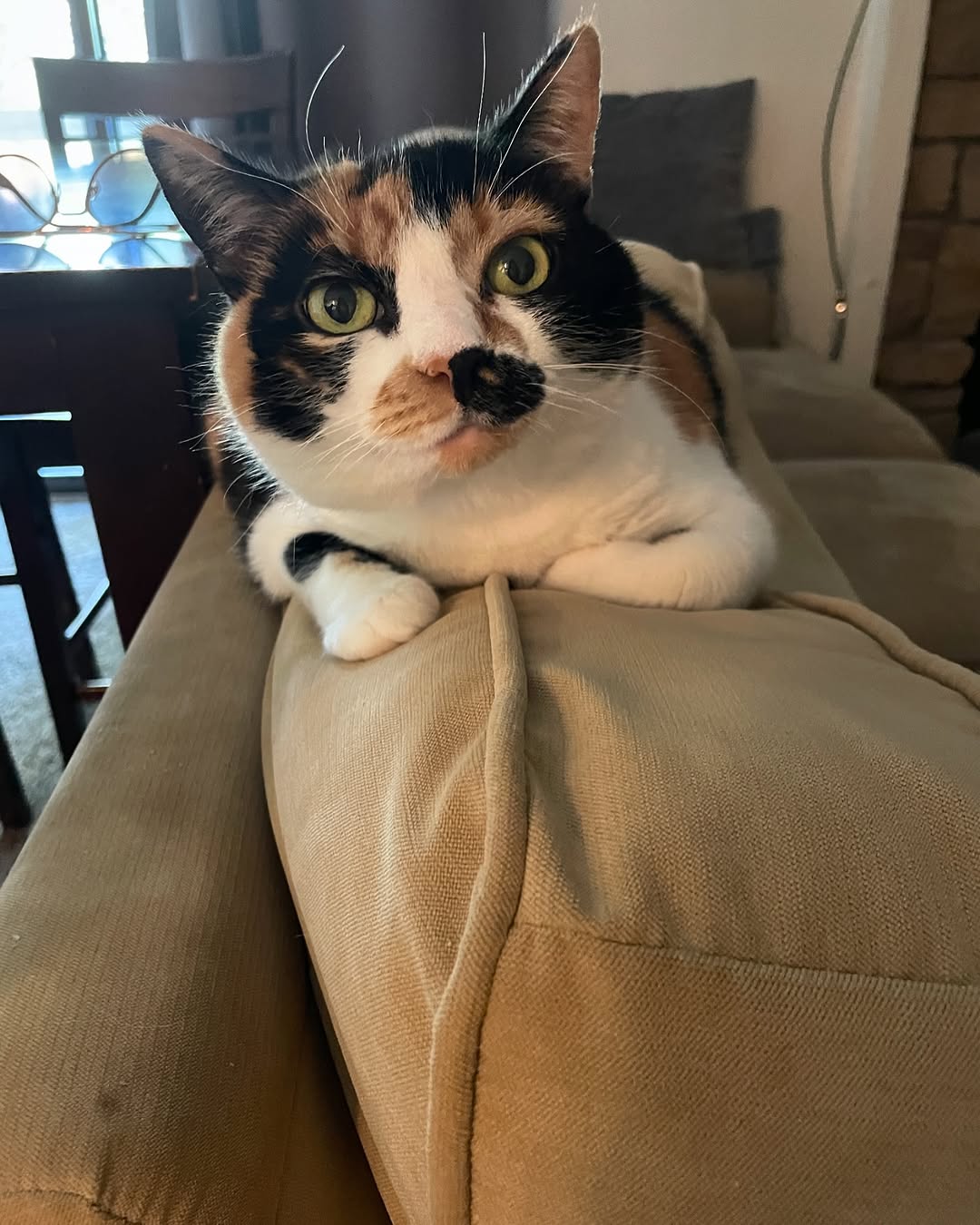 Animal