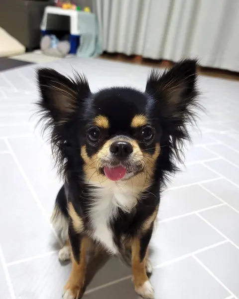 반려동물