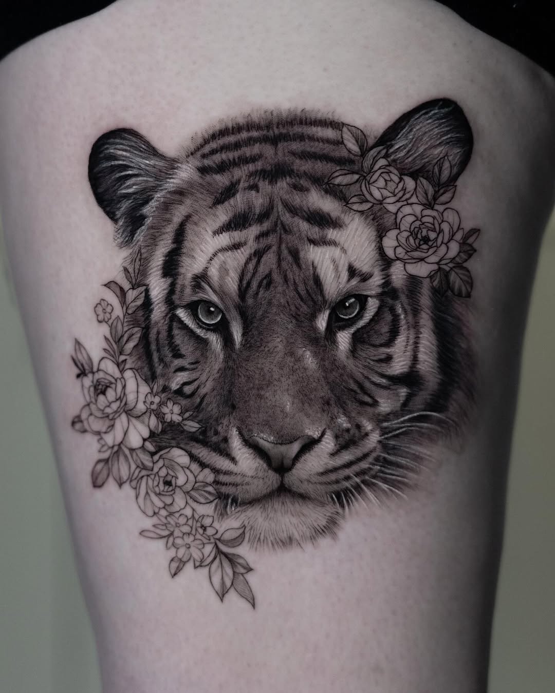 Tiger, 중국 호랑이, 치타
