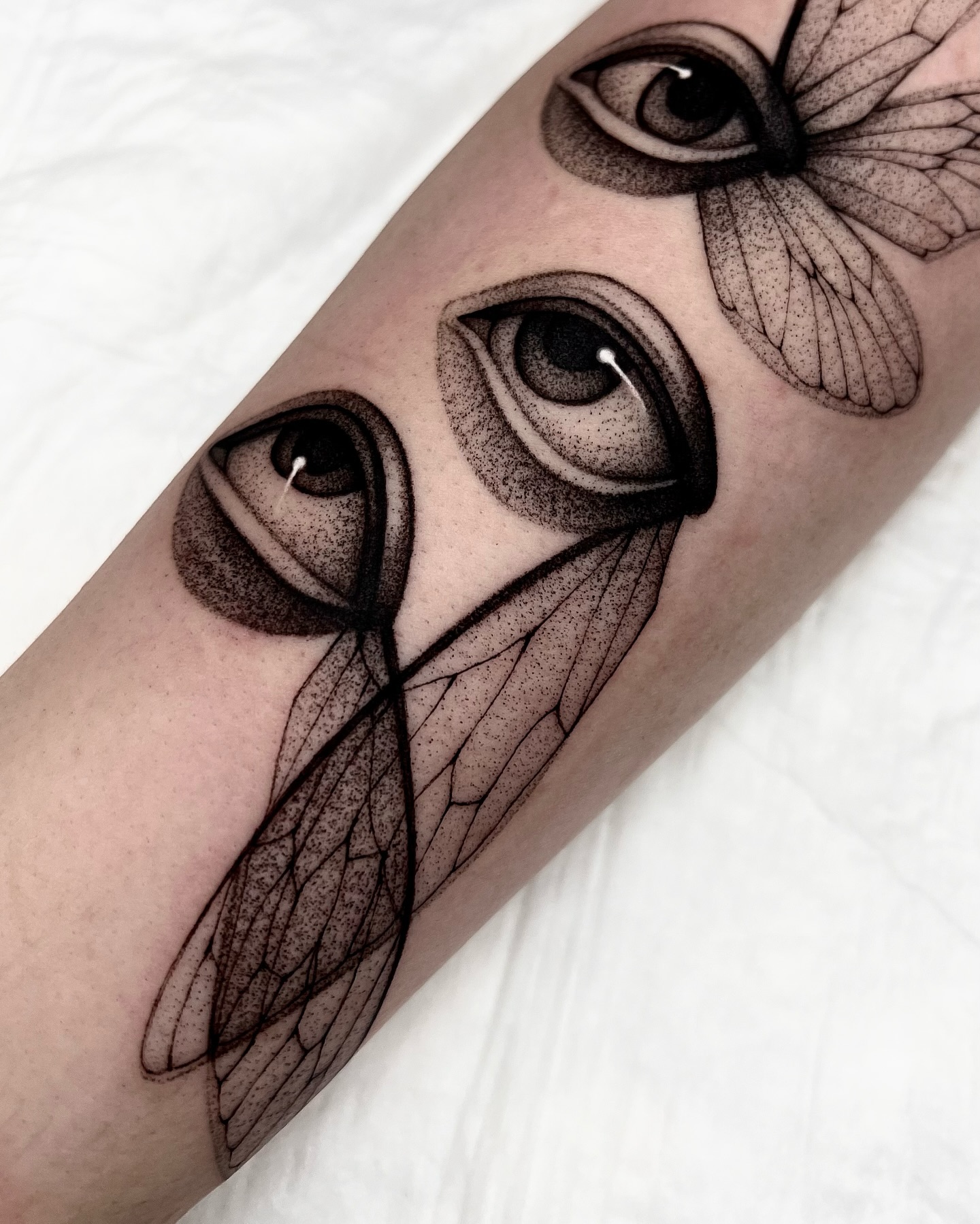 Animal, Nature