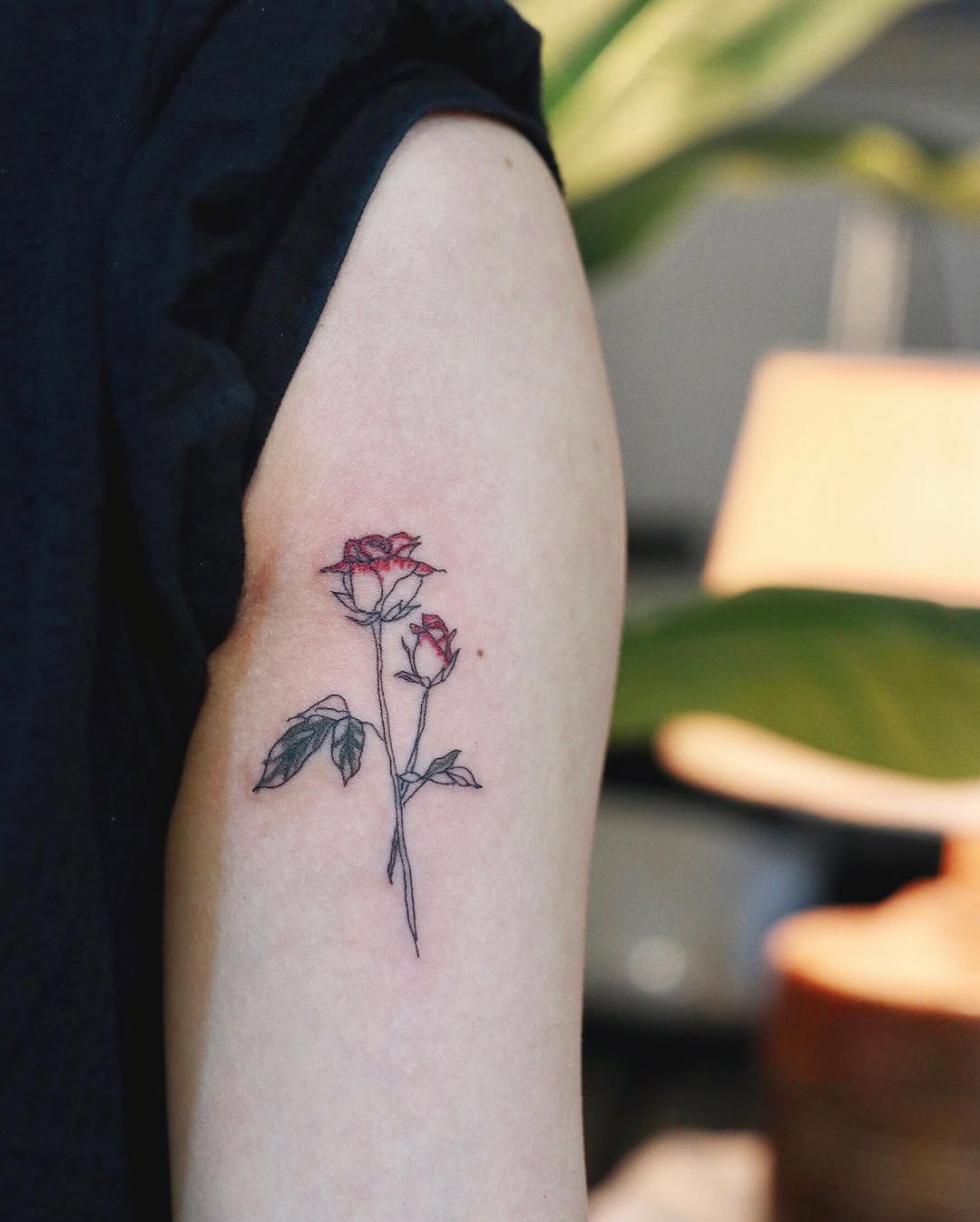 Rose, Nature, Flower
