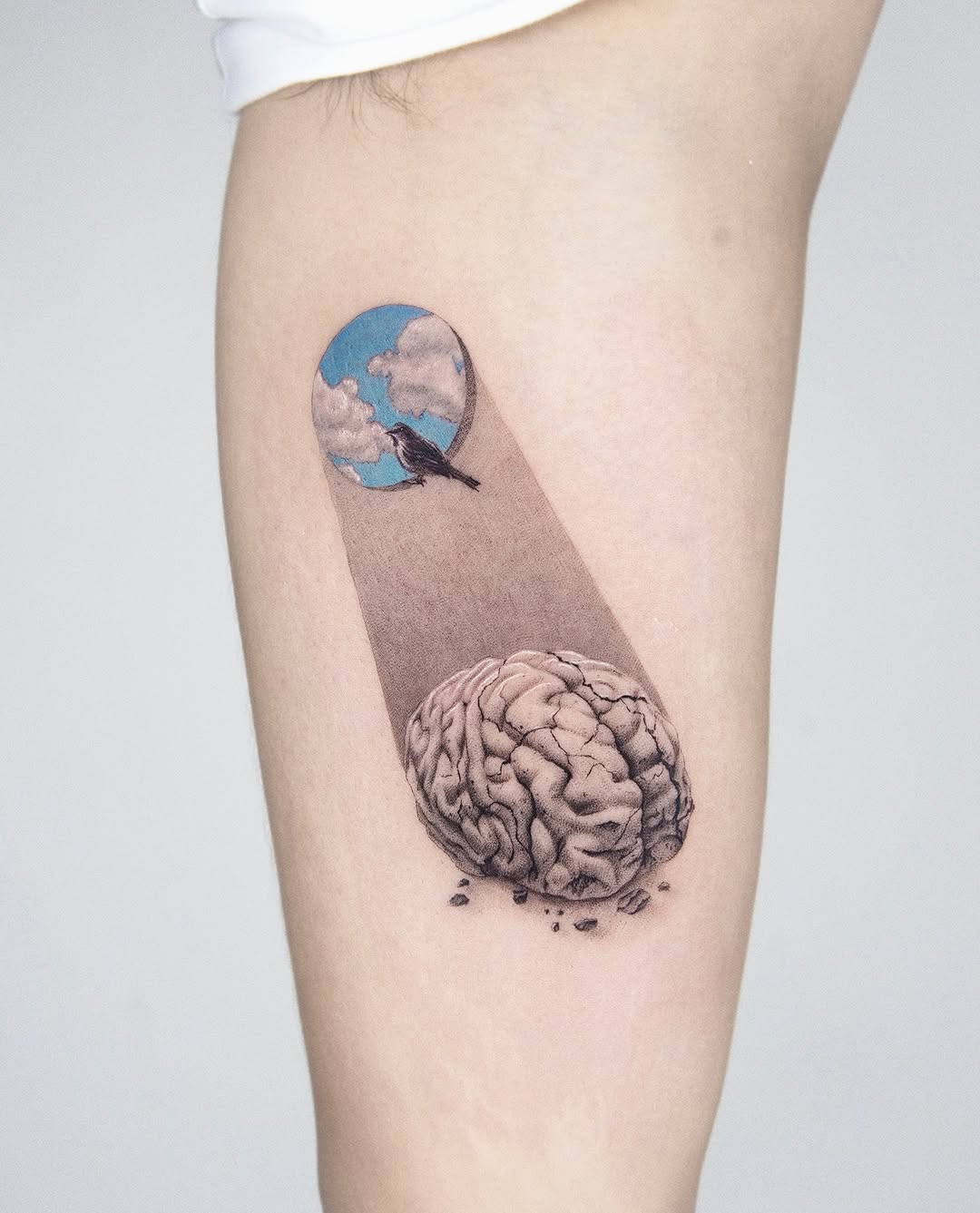 뇌, Animal, Snake