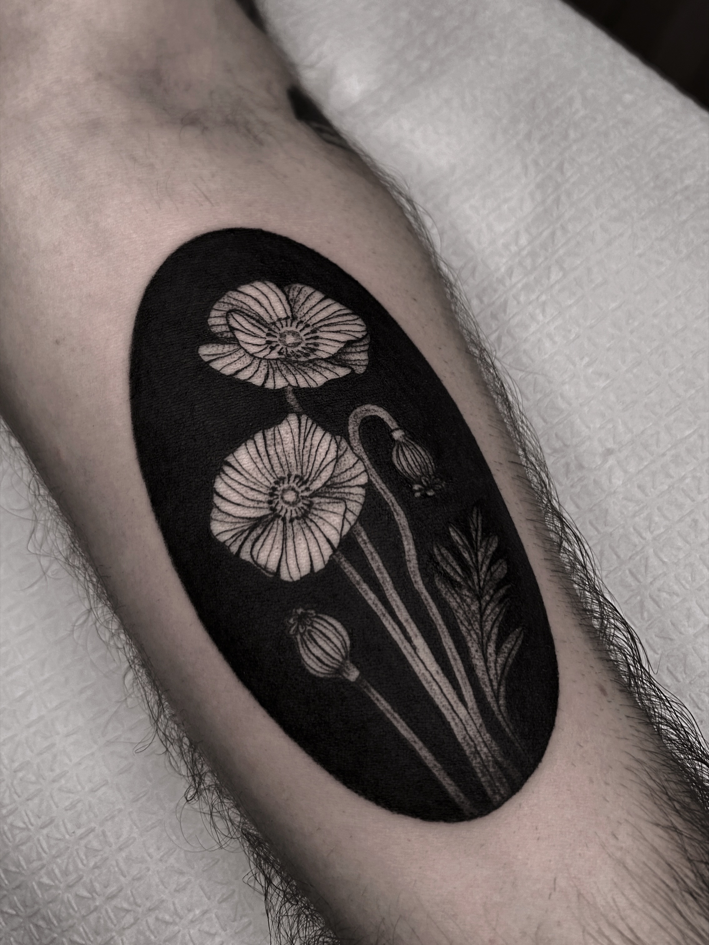 Flower, Rose, 양귀비