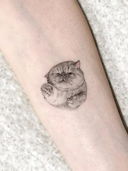 고양이