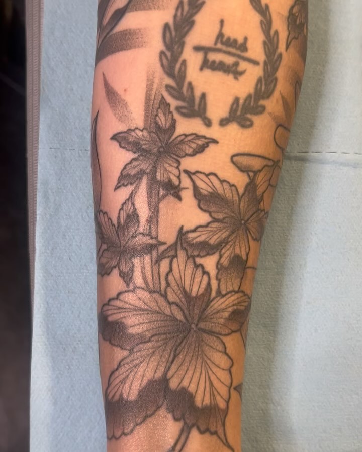sarastigmata