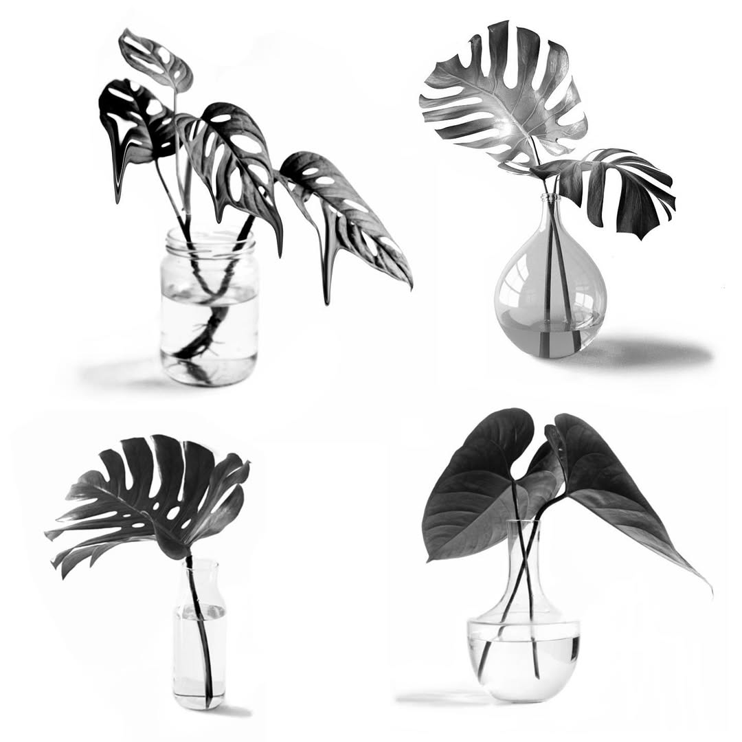 plantsnpokes
