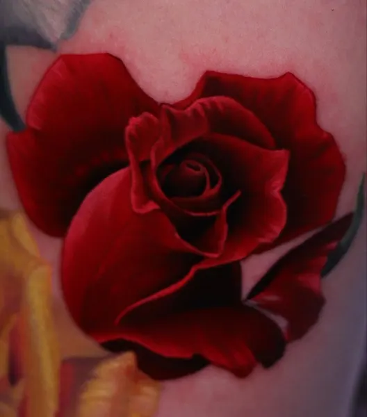 Flower, Rose