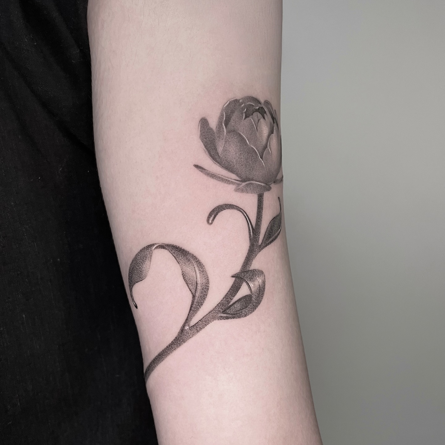 Flower, Rose, Nature