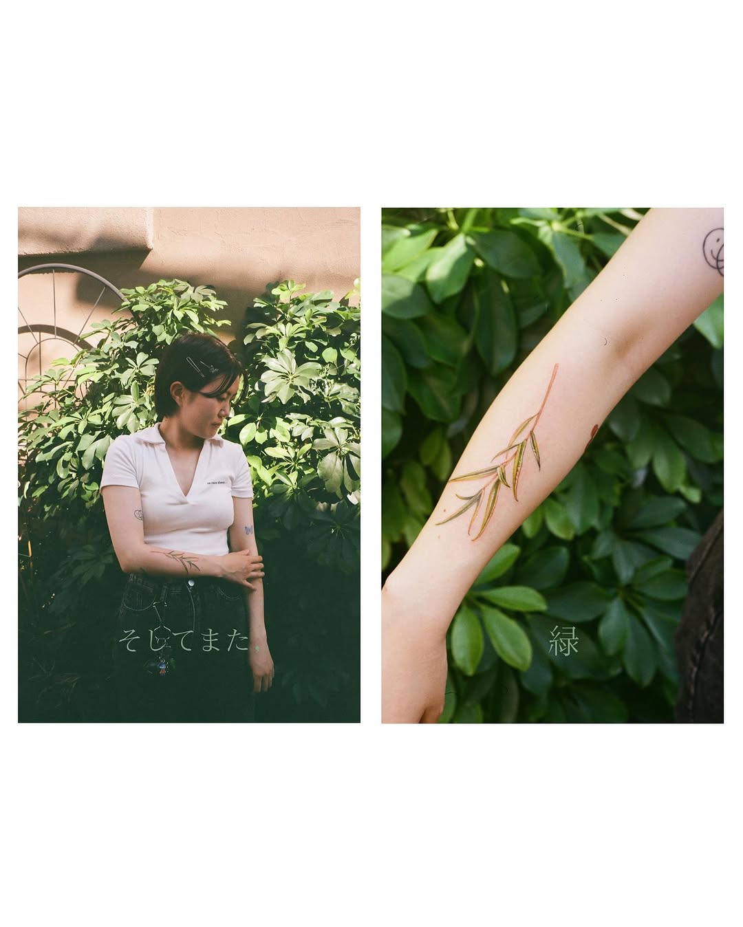 Flower, 단풍잎, 대나무, 잎, 풀