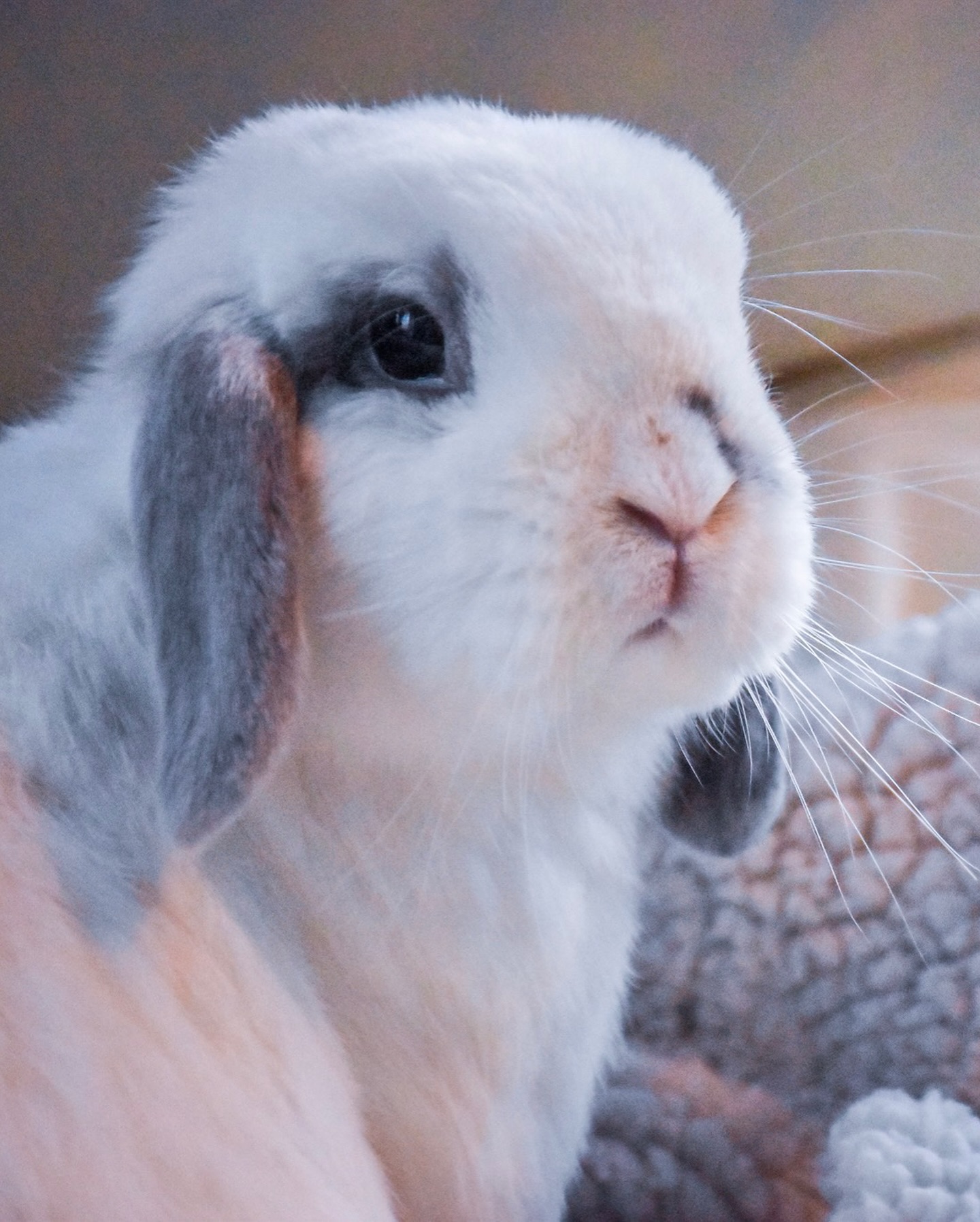 Animal, 토끼